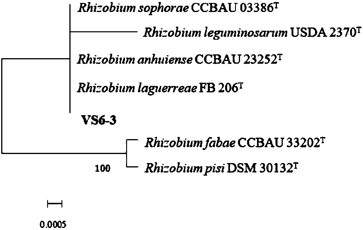 Vicia sativa rhizobium strain VS6-3 and application thereof