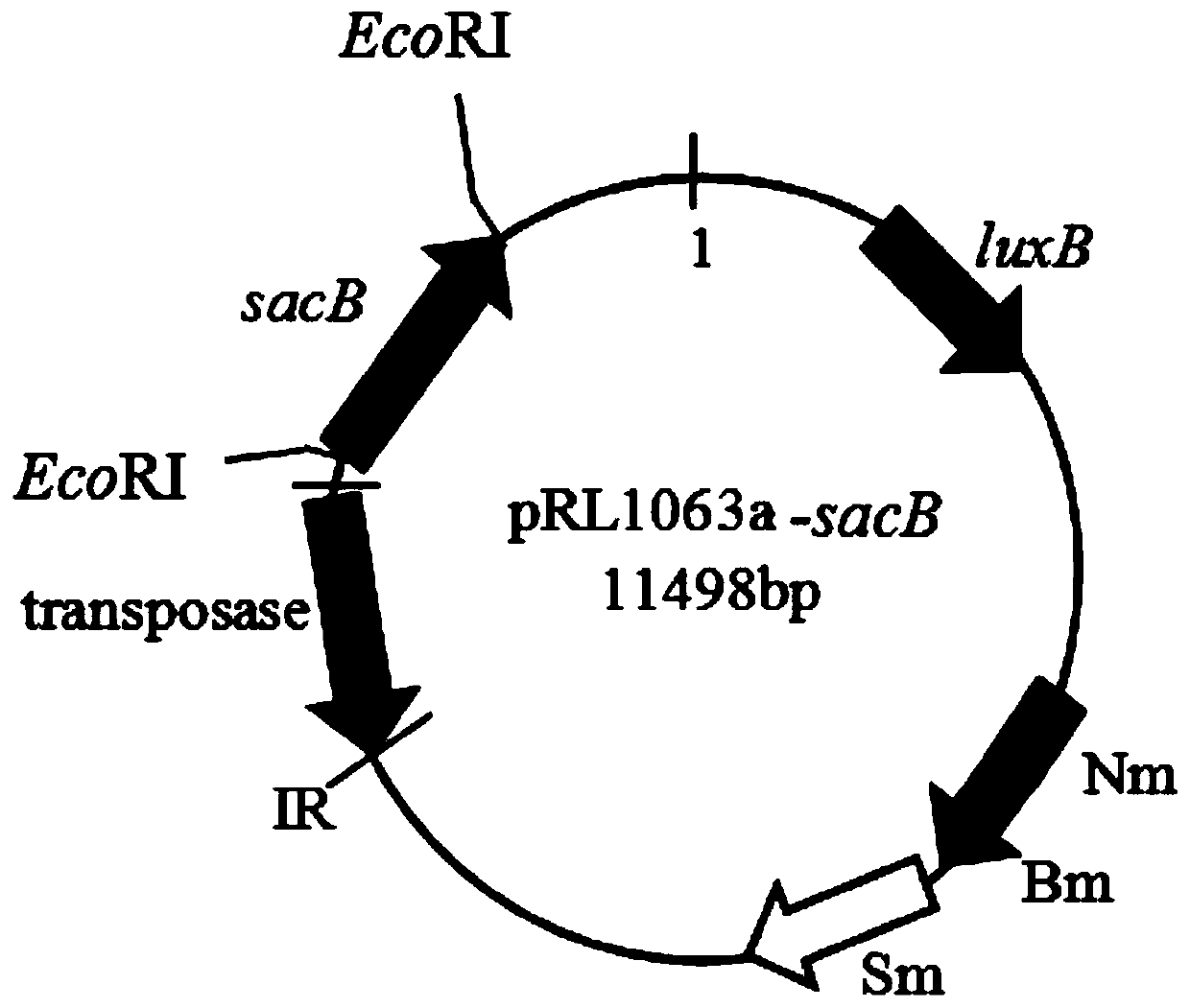 Method for improving transposition efficiency of transposons in super-slow-growing rhizobium arachis
