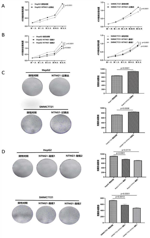 Construction method and application of cell strain for expressing NTNG1 gene