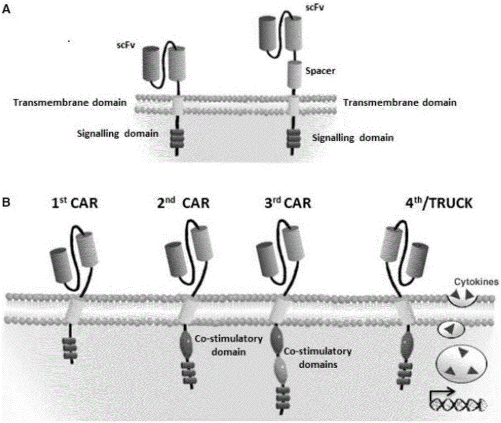 Anti-BCMA chimeric antigen receptor, encoding gene, recombinant expression vector and establishing method and application of anti-BCMA chimeric antigen receptor, encoding gene and recombinant expression vector