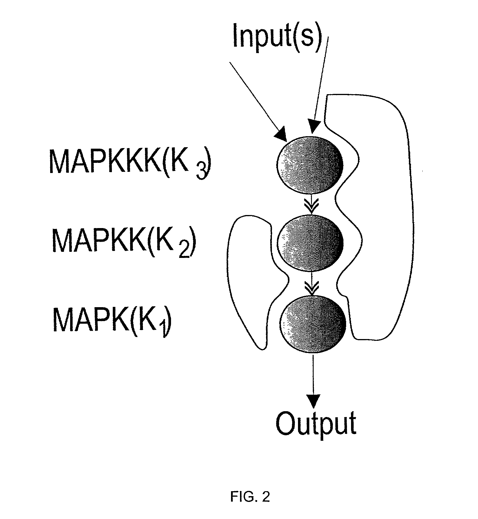 Automated methods for simulating a biological network