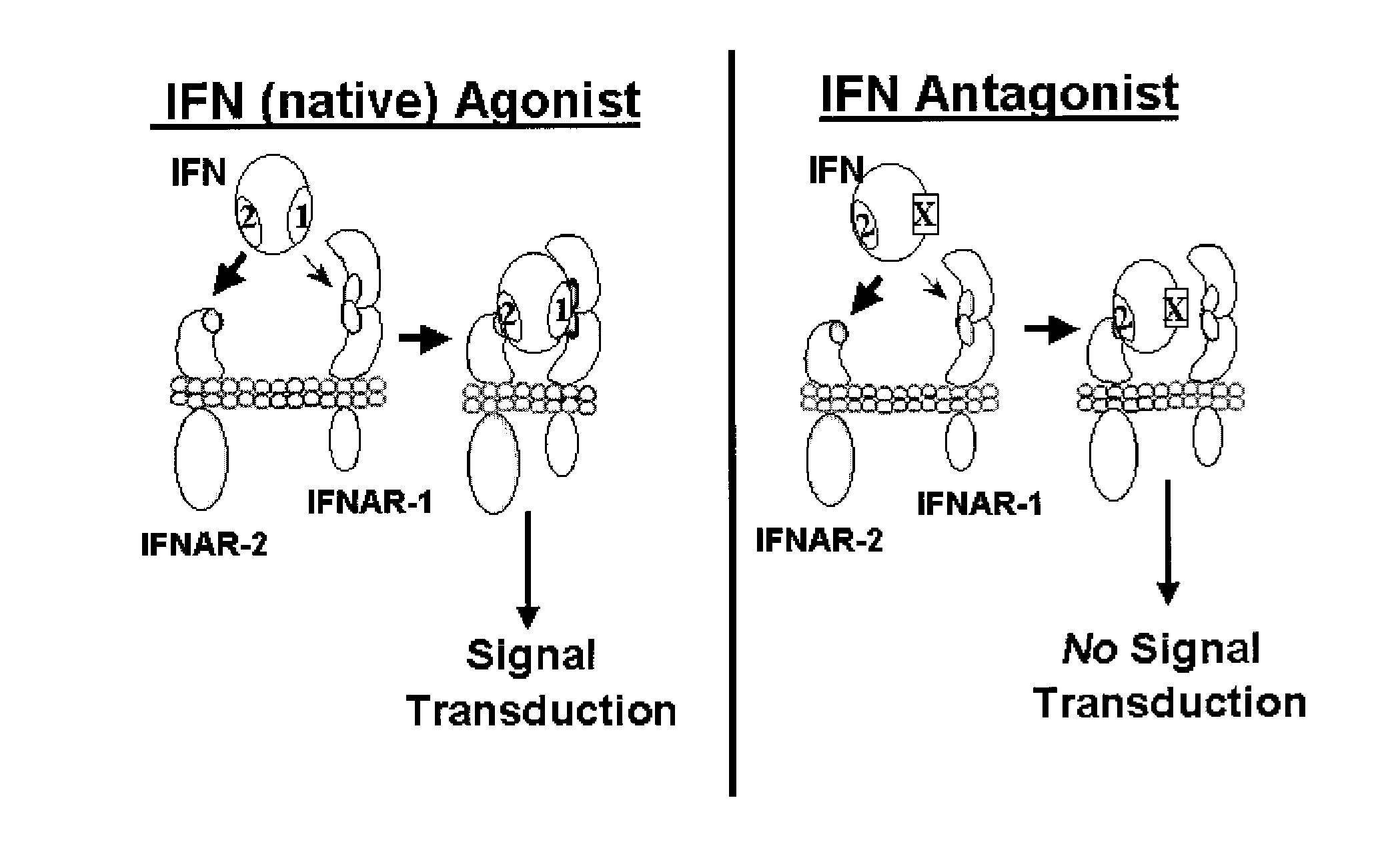 Type I Interferon Antagonists