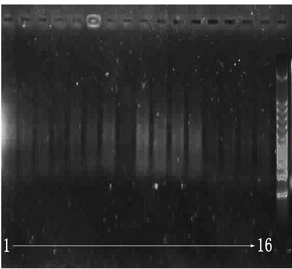 Using ems to induce 'hort 16A' progeny superior strain variation and AFLP detection method