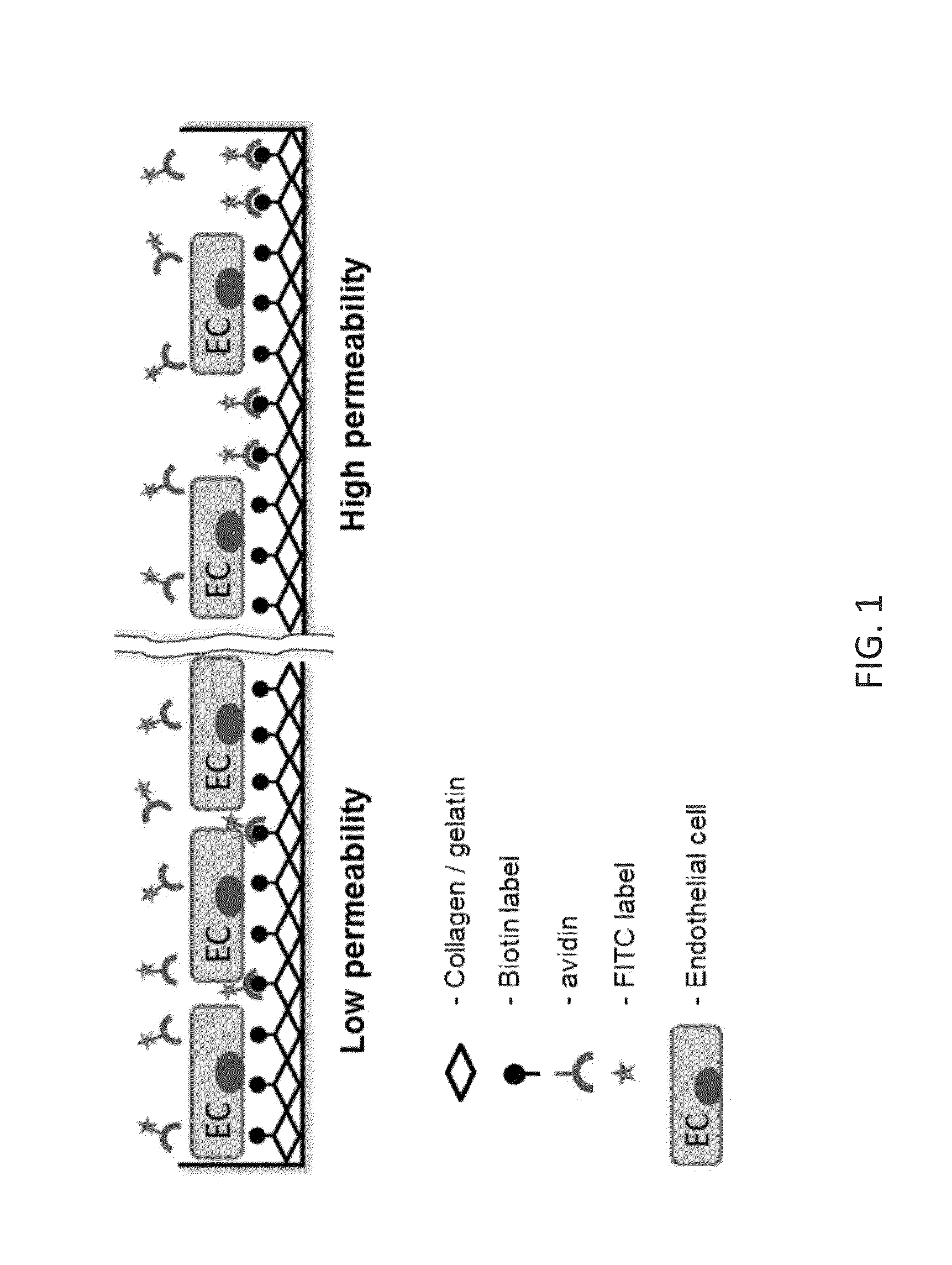 Methods and Compositions for Measuring Cell Permeability