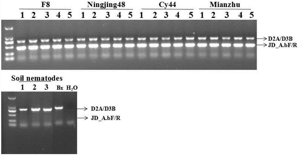 Primer for detecting aphelenchoides besseyi in rice seeds and seedlings and application thereof