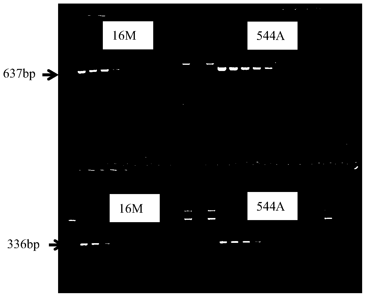 Core SNP markers and their applications for differentiating between ovine and bovine brucella