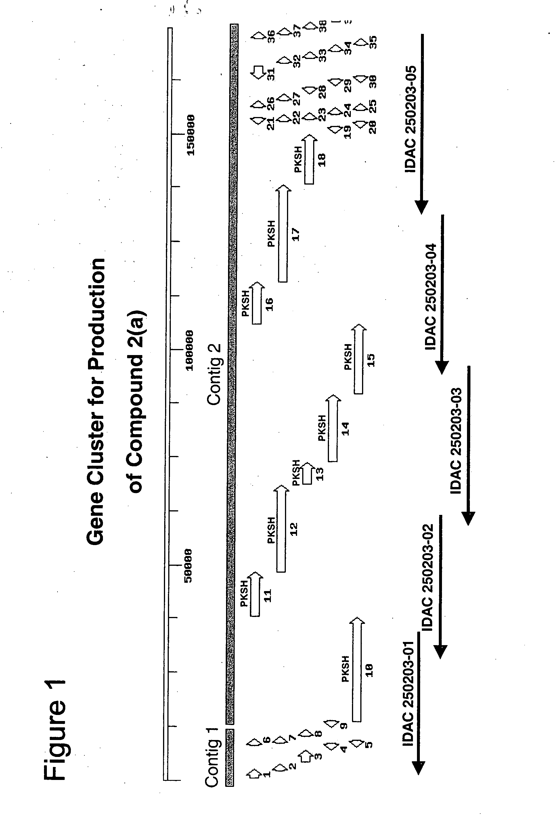 Polyene polyketides, processes for their production and their use as a pharmaceutical