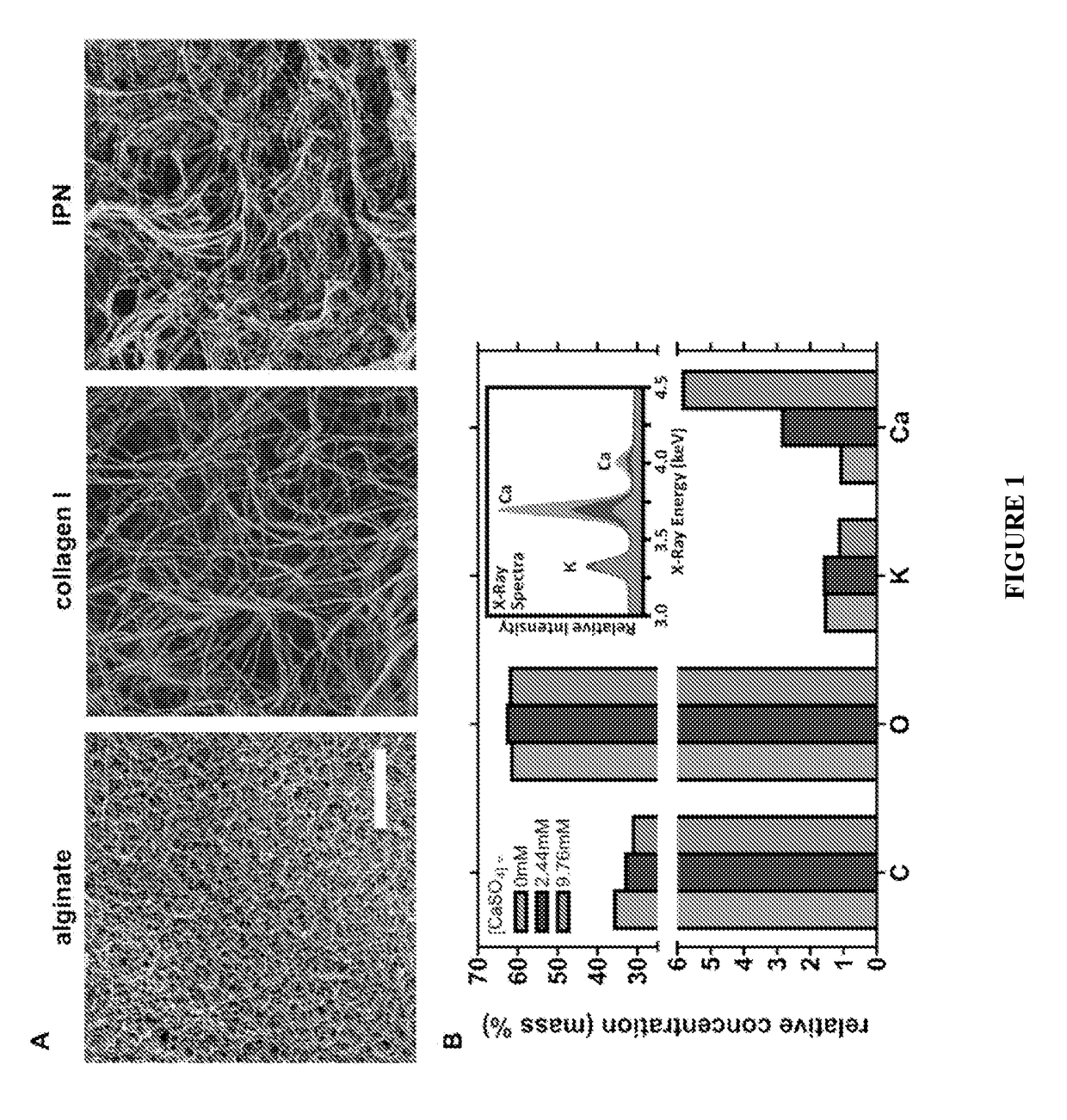 Interpenetrating network hydrogels with independently tunable stiffness