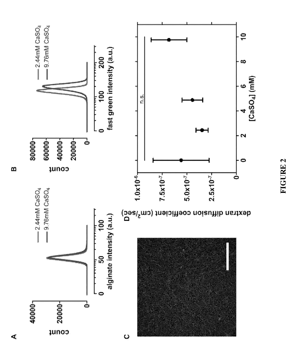 Interpenetrating network hydrogels with independently tunable stiffness