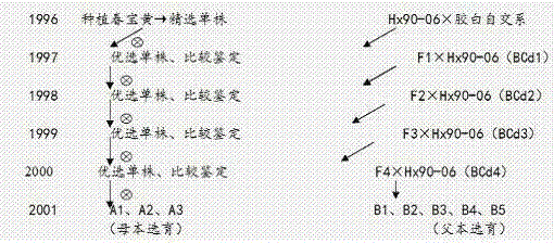 Method using Jiaozhou cabbage variety for cultivation of colorful cabbage