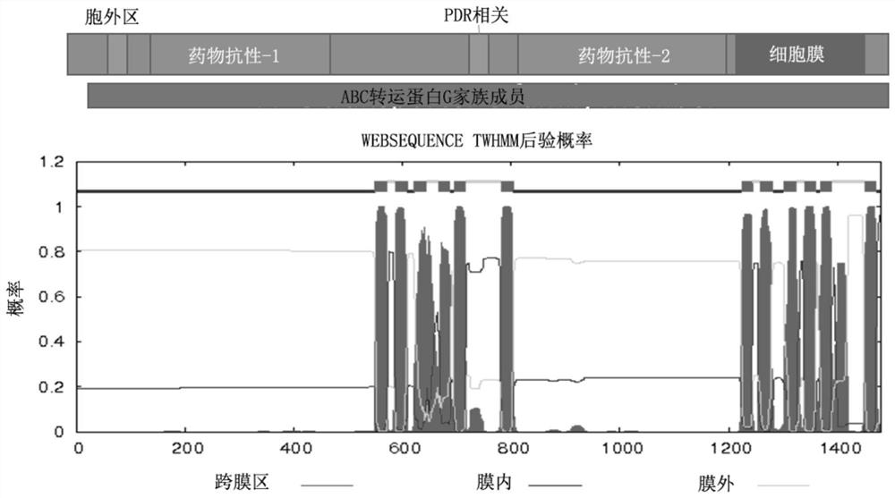 OsABCG48 gene and application thereof in improving cadmium stress resistance of unicellular organisms and plants