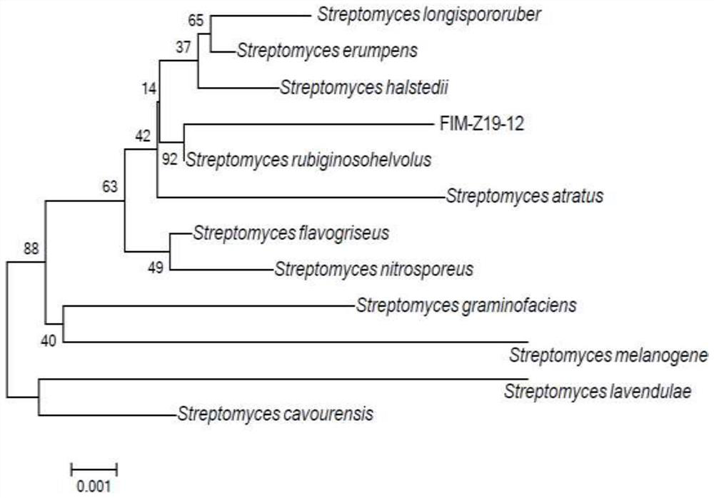 Streptomyces rubiginosohelvolus capable of producing actinomycin D through fermentation and applications thereof