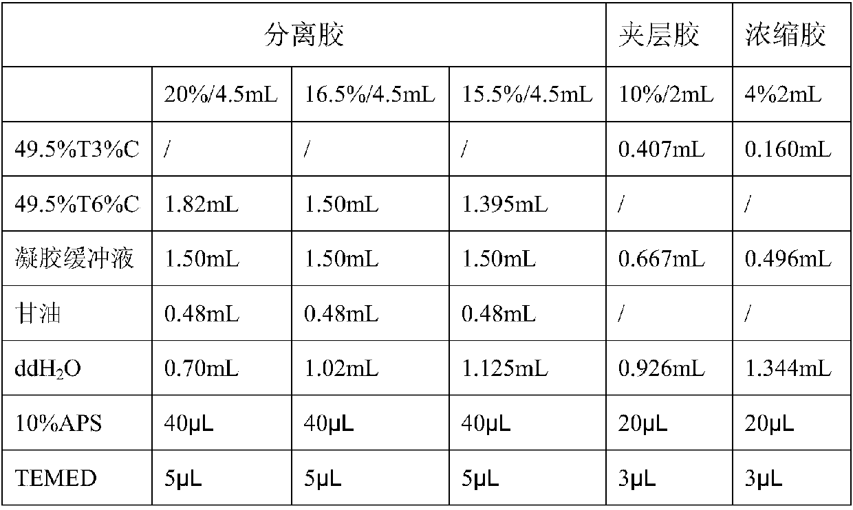 Method for preparing ginseng polypeptide by double-enzyme step-by-step enzymatic hydrolysis