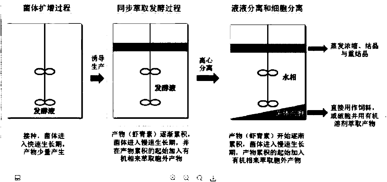 Synchronous extracting and fermenting method for preparing natural astaxanthin and other carotenoids