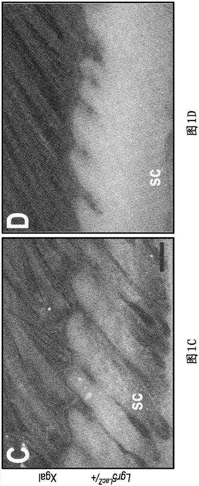 R-spondin agonist-mediated hair growth