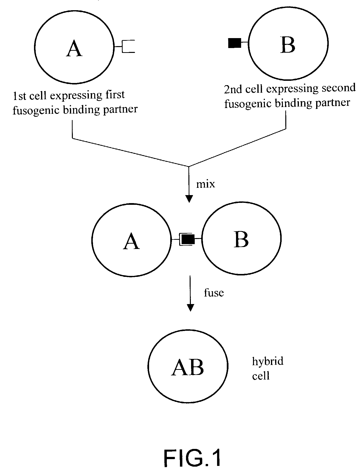 Cell fusion method