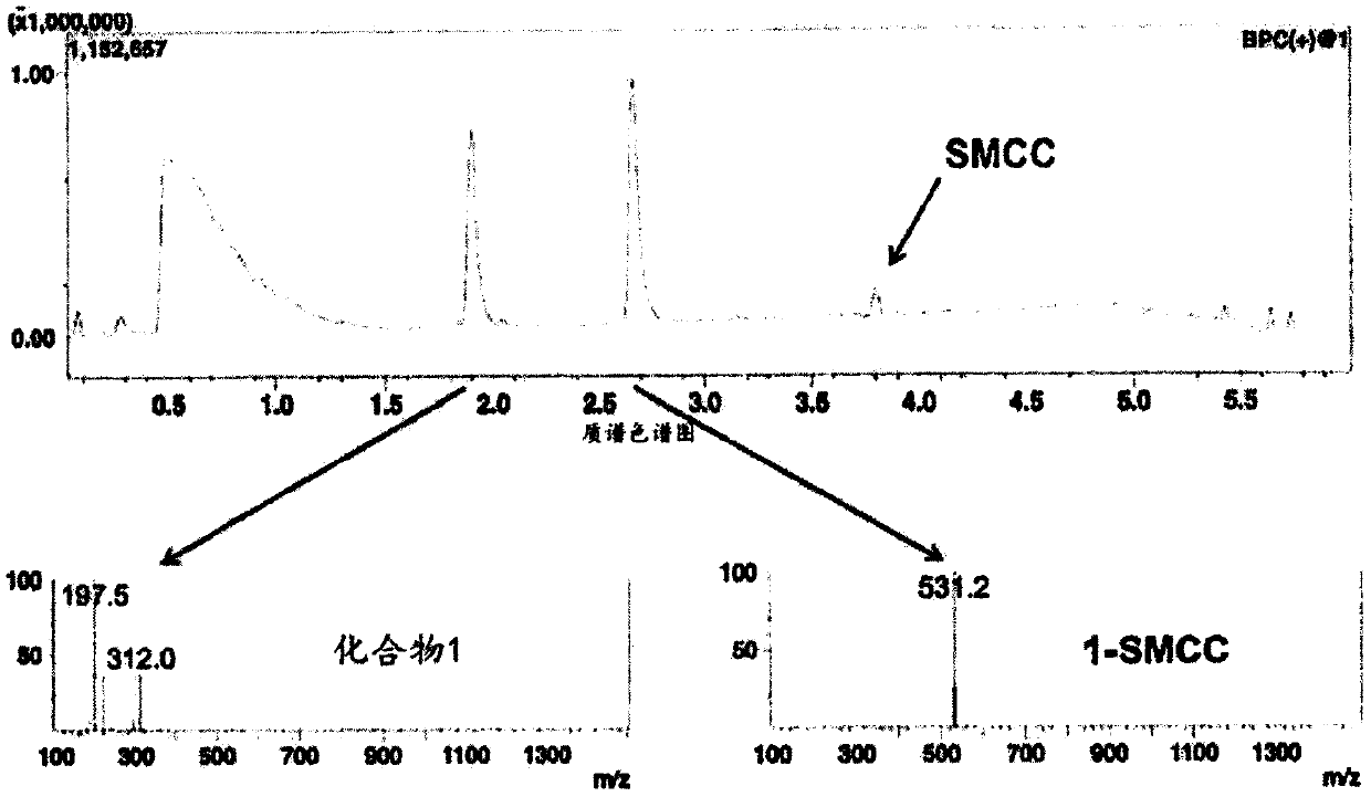 Antibody adjuvant conjugates