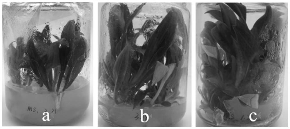 Hosta undulata bailey test-tube plantlet preservation culture medium and application thereof