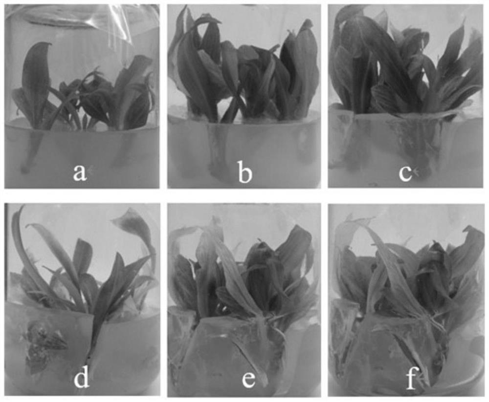 Hosta undulata bailey test-tube plantlet preservation culture medium and application thereof