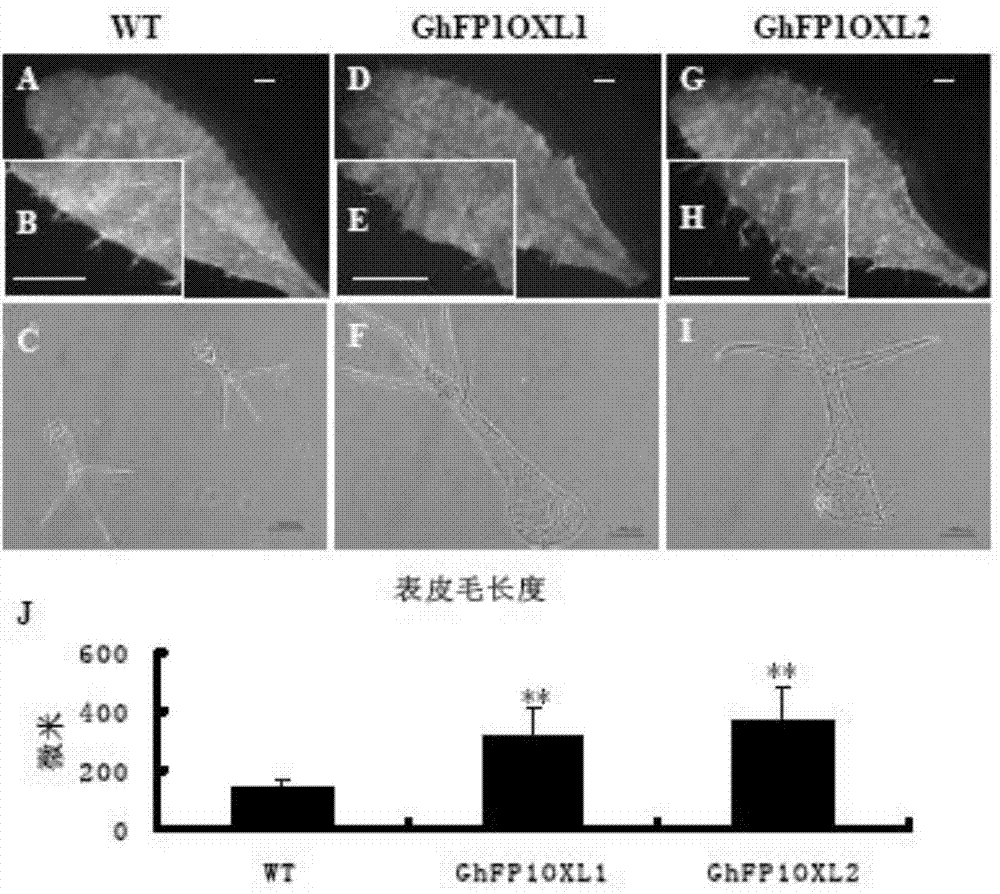 Identification and application of cotton bHLH transcription factor gene GhFP1 and promoter thereof