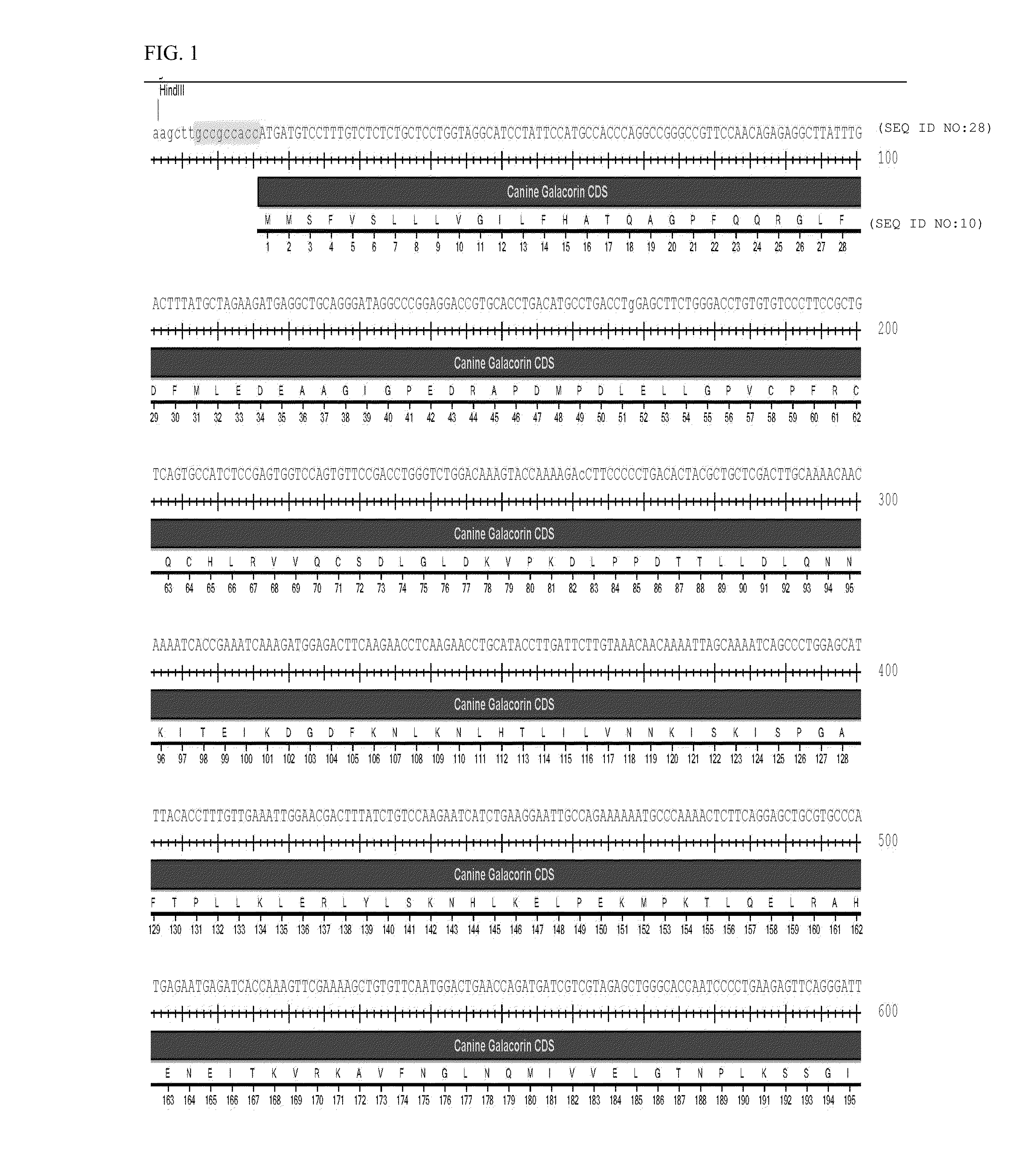 Veterinary decorin compositions and use thereof