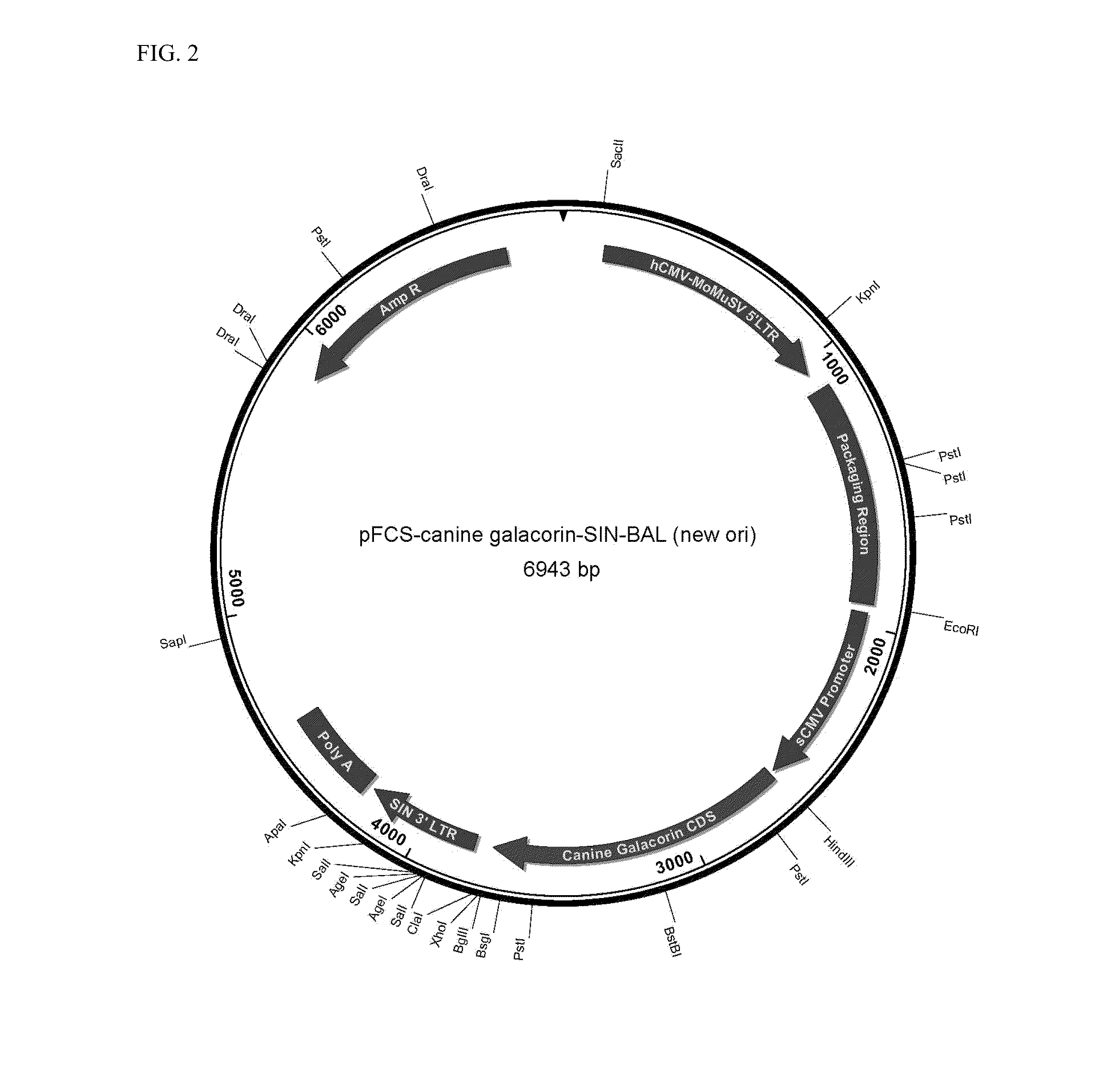 Veterinary decorin compositions and use thereof