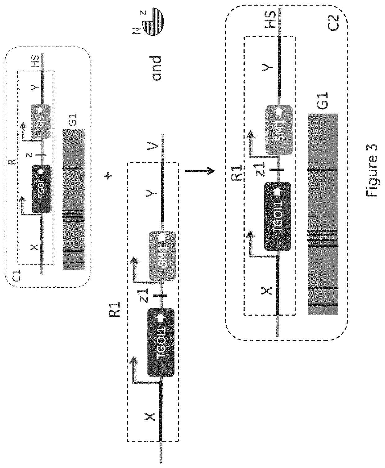 Method for cell line development