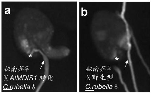 The Lrr-RLK receptor kinase ATMDIS1 and its use in breaking reproductive isolation between species
