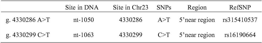 AGO3 gene molecular marker related to chicken weight and abdominal fat weight and application of AGO3 gene molecular marker