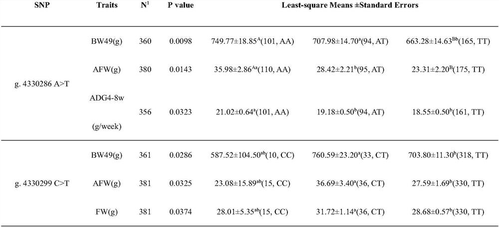 AGO3 gene molecular marker related to chicken weight and abdominal fat weight and application of AGO3 gene molecular marker