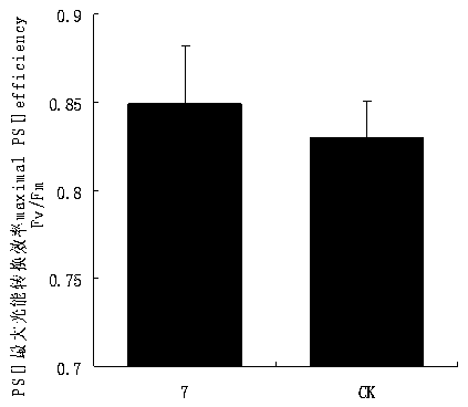 Endophytic fungus promoting casuarina equisetifolia photosynthesis