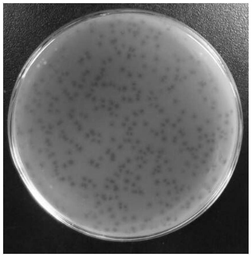 Pathogenic vibrio phage VmYZU10474 and application thereof