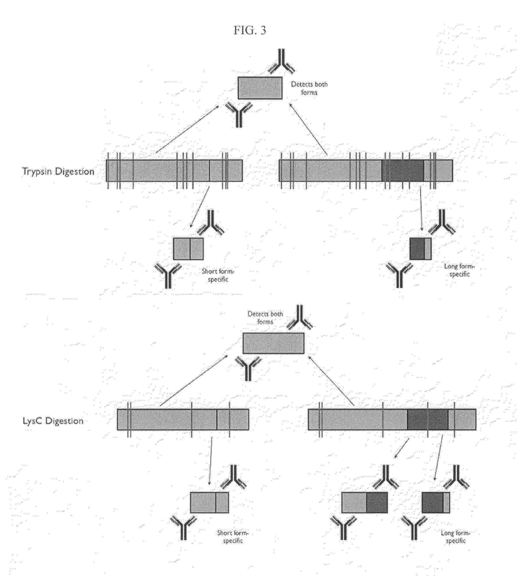 Protein isoform discrimination and quantitative measurements thereof