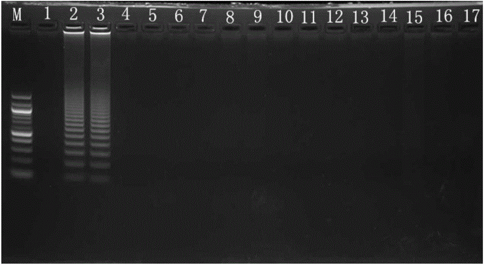 High throughput bean quarantine plant pathogenic bacteria detection method and locking type probe