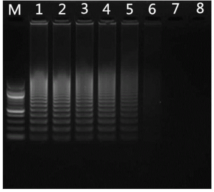 High throughput bean quarantine plant pathogenic bacteria detection method and locking type probe