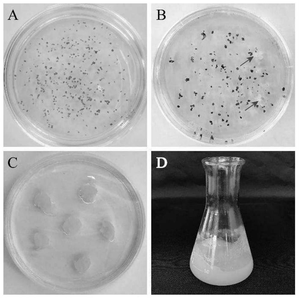 Populus alba xP .berolinensis hormone autotrophic cell line capable of realizing plant regeneration