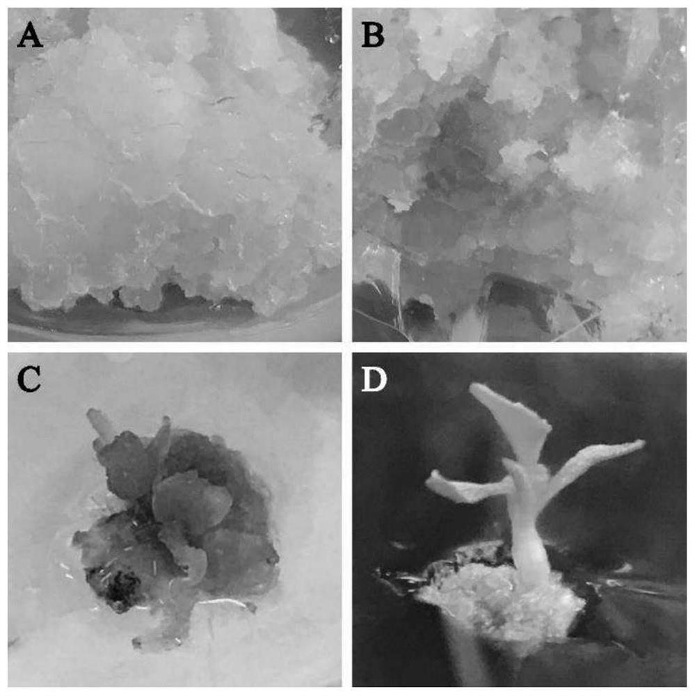 Populus alba xP .berolinensis hormone autotrophic cell line capable of realizing plant regeneration