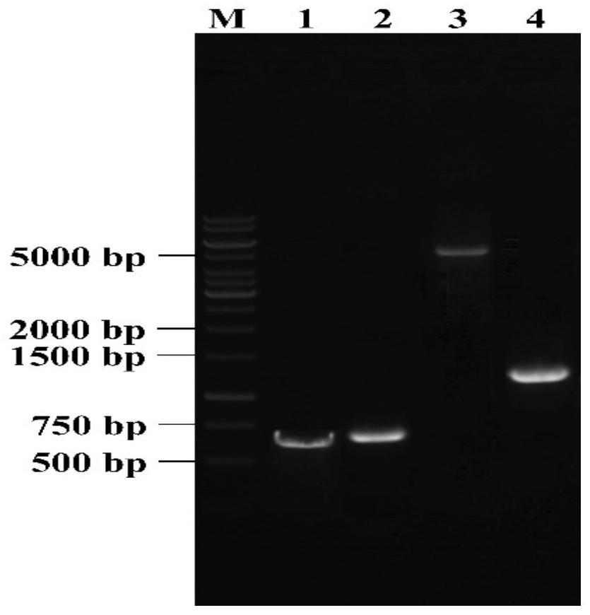 Genetically engineered bacterium for producing N-acetylneuraminic acid as well as construction and application of genetically engineered bacterium