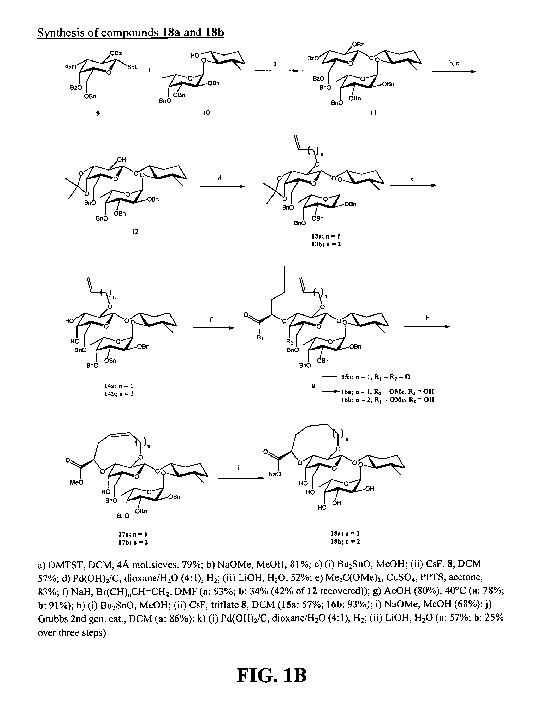 E-Selectin Antagonists Modified By Macrocycle Formation to the Galactose