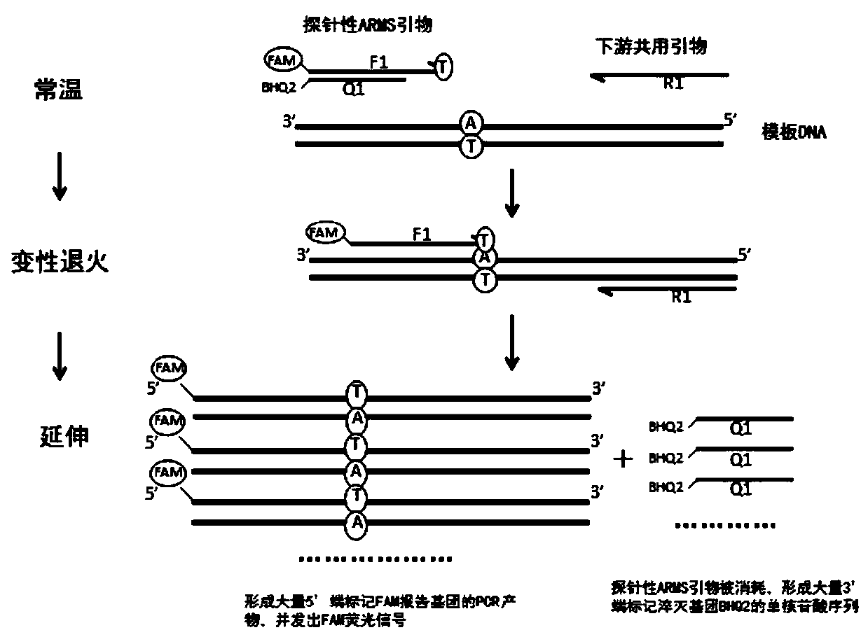 Kit and method for detecting gene polymorphism based on shared primer probes and application of method or kit