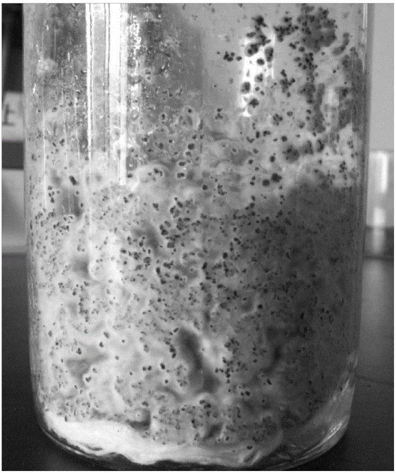 A kind of method for cultivating fungus residue to promote the production of conidia by Trichosporum sinensis