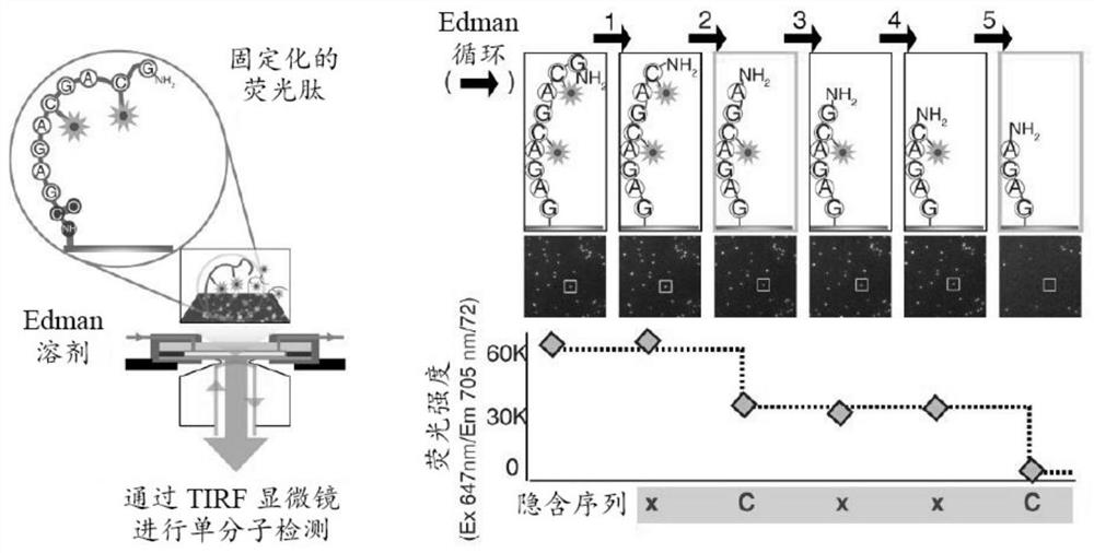 Single molecule sequencing peptides bound to the major histocompatibility complex