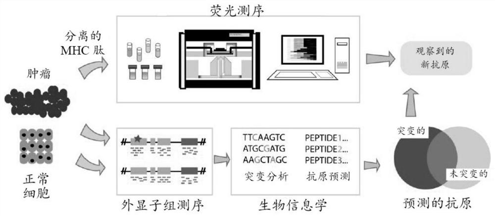 Single molecule sequencing peptides bound to the major histocompatibility complex