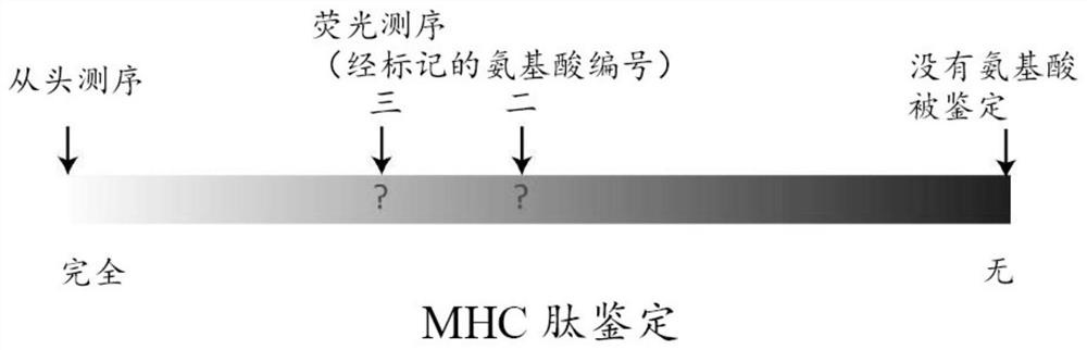 Single molecule sequencing peptides bound to the major histocompatibility complex