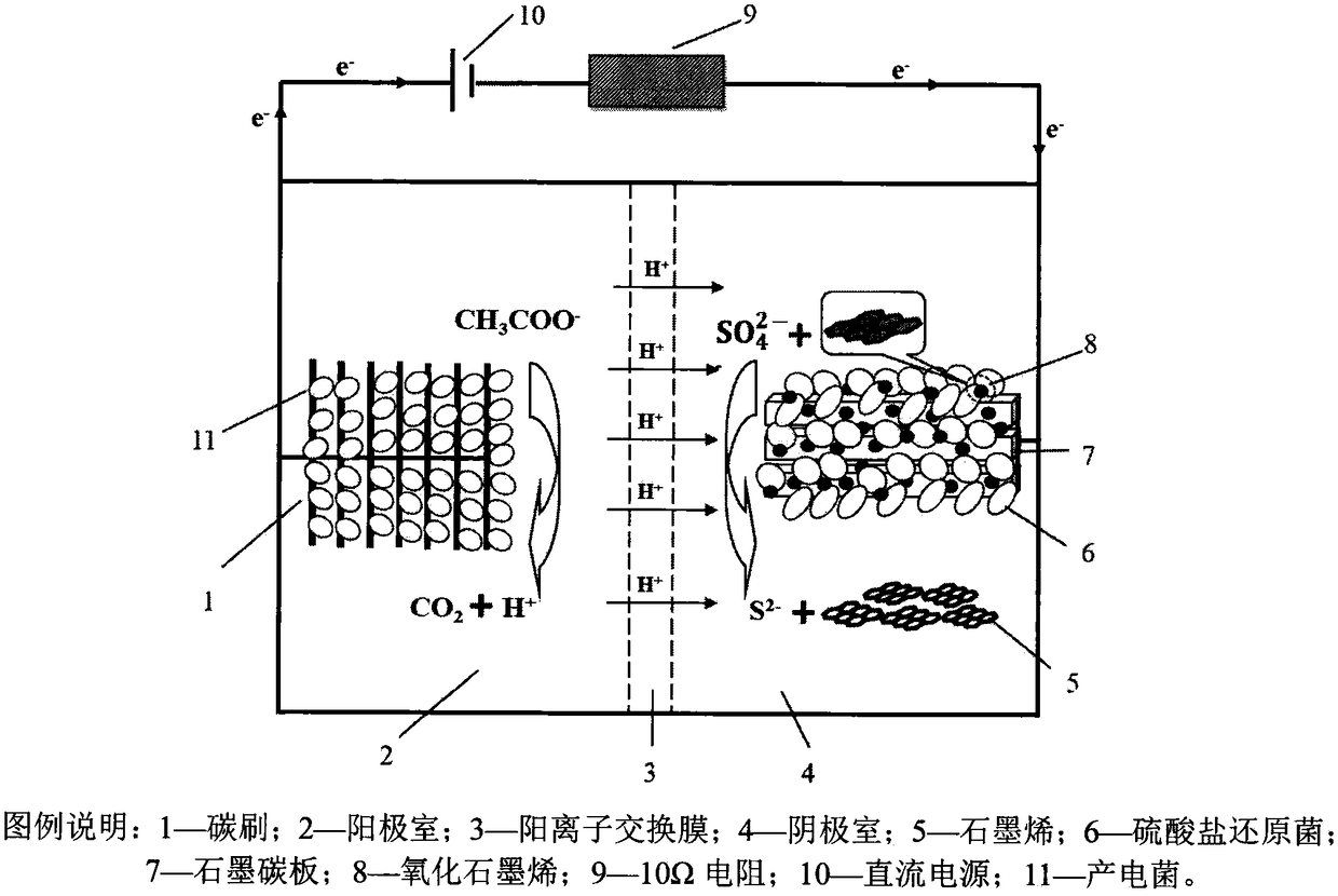 Method for producing graphene from biological cathode through reduction and removing sulfate