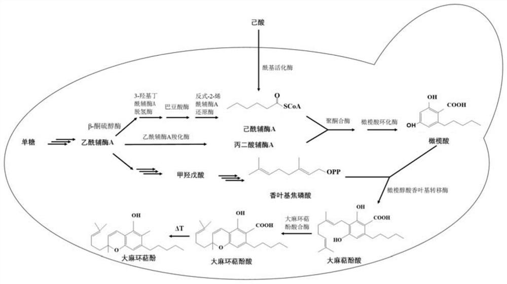 Method for producing heterocannabinoid phenol by using saccharomyces cerevisiae