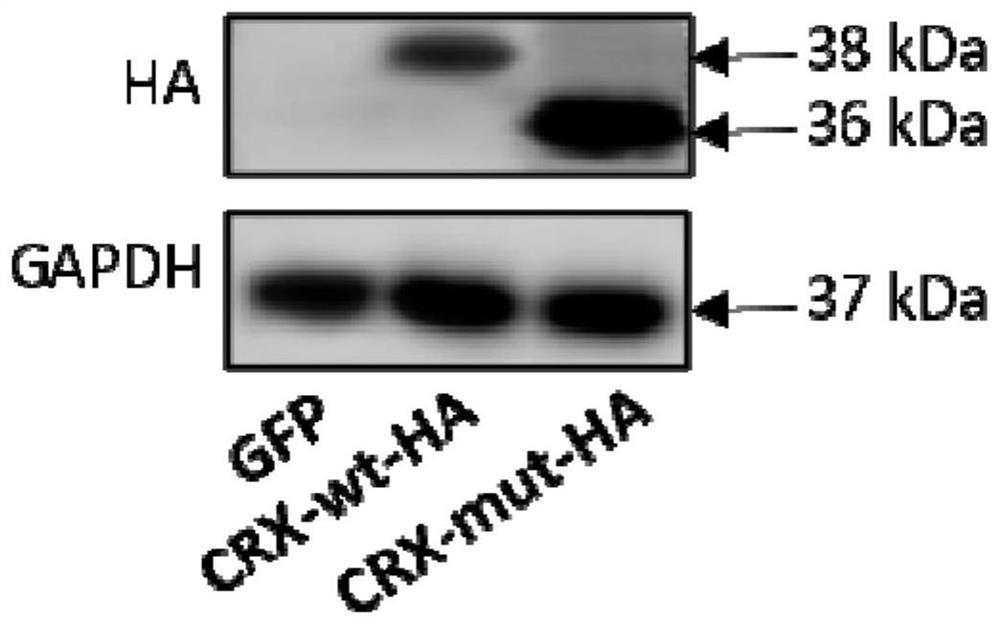 Method for preparing CRX mutation related retinopathy non-human mammal model