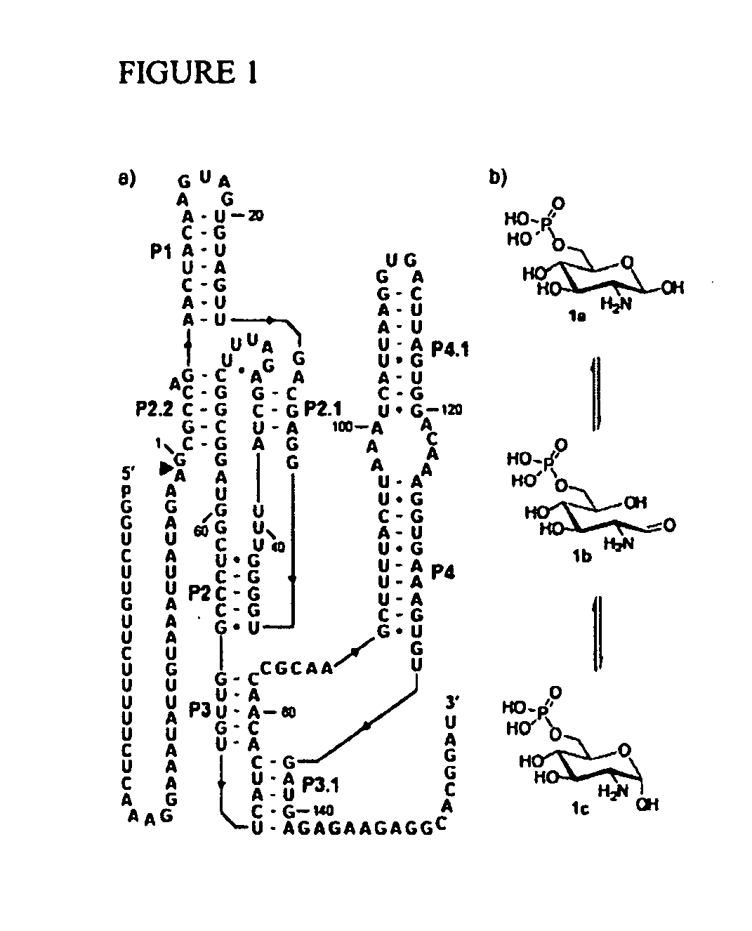 Glms riboswitches, structure-based compound design with glms riboswitches, and methods and compositions for use of and with glms riboswitches