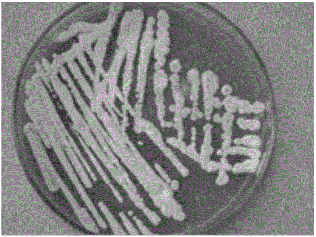 Bacterial strain for lowering water-soluble sugar in tobacco leaf as well as screening method, culture method and application