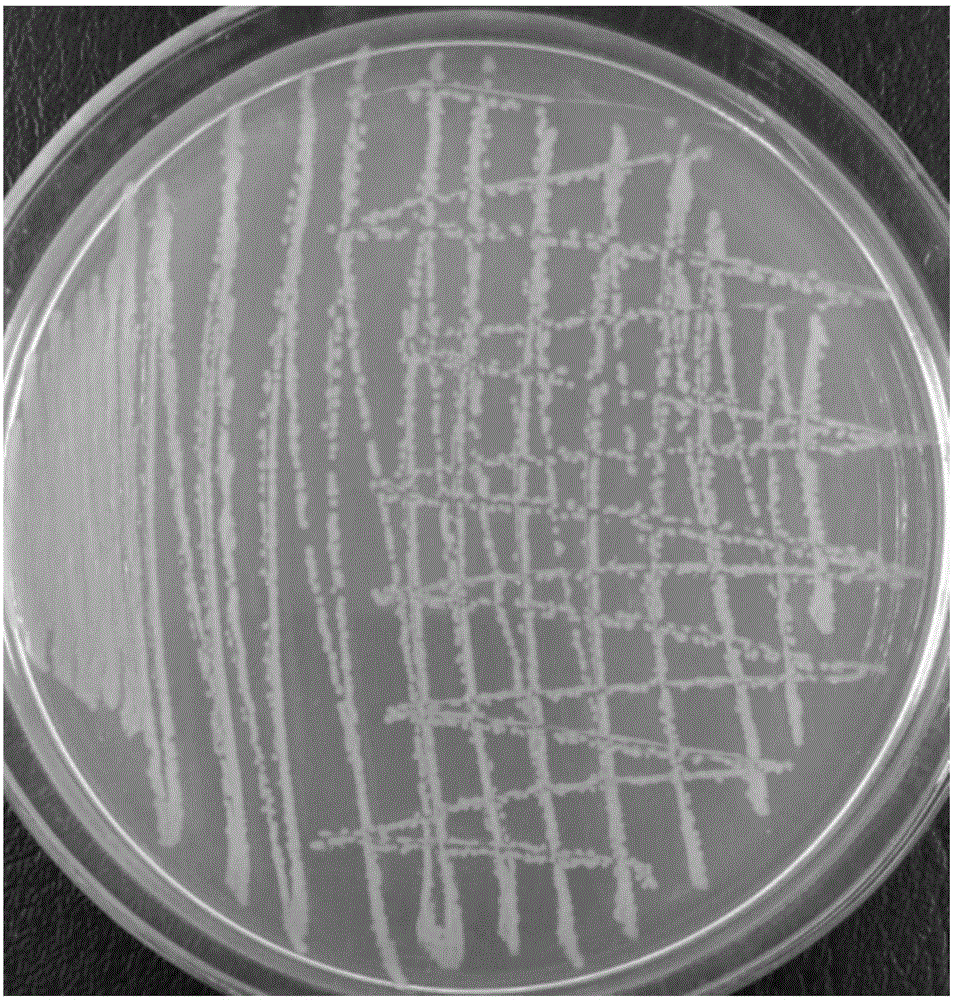Lysinibacillus sp. and application thereof in pesticide degrading